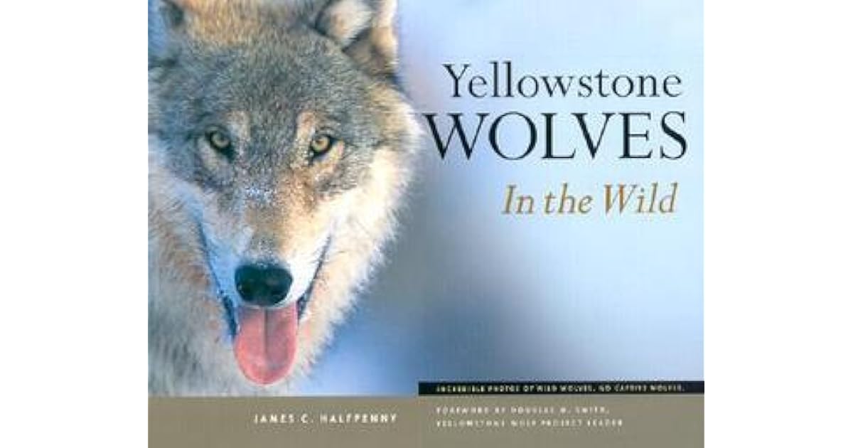 How to help wolves image