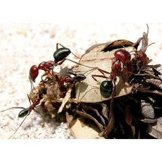 Leiningen essy essay 04 image