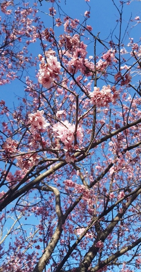 ليلى الماجد