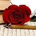 Rose Pascoe