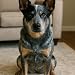 Roxy The Cattle Dog