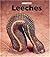 Leeches (Naturebooks)