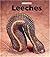 Leeches (Naturebooks)