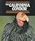 The California Condor (Endangered in America)