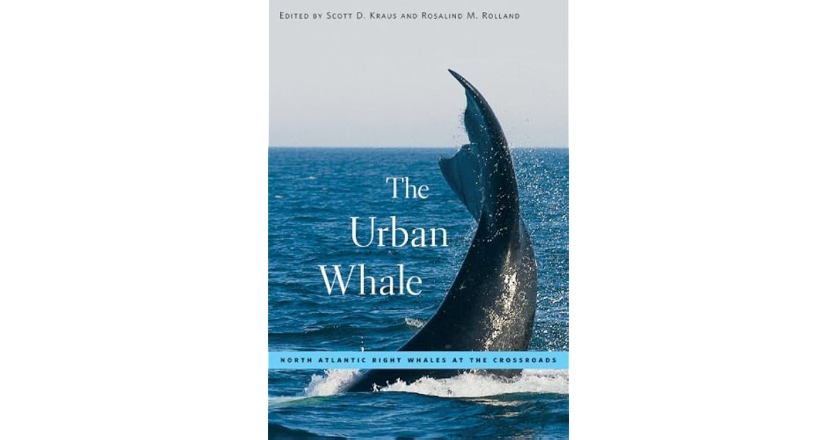 The Urban Whale North Atlantic Right Whales At The