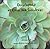 Encyclopedia of Cacti and Succulents