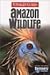 Amazon Wildlife