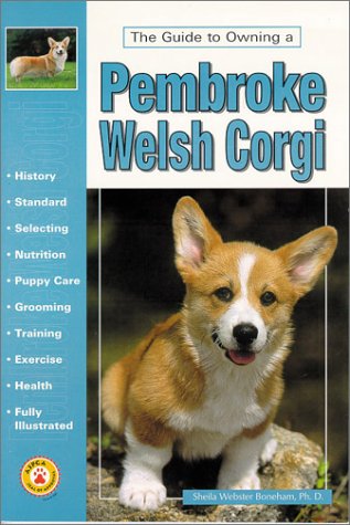 corgi care guide