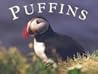 Puffins