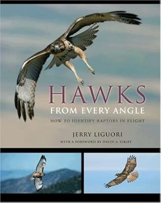 Hawks from Every Angle: How to Identify Raptors In Flight