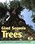 Giant Sequoia Trees (Early Bird Nature Books)