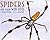 Spiders and Their Web Sites
