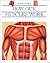 How Our Muscles Work (Invisible World)