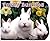 Funny Bunnies