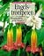 Engelstrompeten. Brugmansia und Datura.