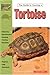 The Guide to Owning a Tortoise