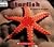 Starfish (Welcome Books, Ocean Life)