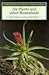 Air Plants and Other Bromeliads (Wisley Handbook)