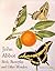 John Abbott: Birds, Butterf...