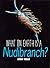 What on Earth Is a Nudibranch?