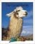 The Camel Family (Zoobooks)