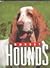 Basset Hounds (Little Books)