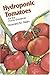 Hydroponic Tomatoes