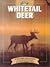 Whitetail Deer