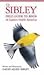 Field Guide to Birds of Eastern North America by David Allen Sibley