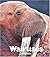 Walruses by Charles Rotter