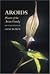 Aroids by Deni Brown