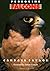 Peregrine Falcons