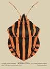 Heteroptera by Cornelia Hesse-Honegger