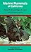 Marine Mammals of California
