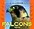 Wild Birds of Prey - Falcons
