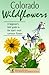 Colorado Wildflowers: A Beg...