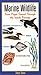Marine Wildlife: From Puget Sound Through the Inside Passage