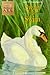 Swan in the Swim (Animal Ar...