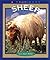 Sheep (True Books: Animals)