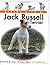 Living With a Jack Russell Terrier