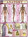 Anatomy