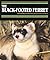 The Black-Footed Ferret (Endangered in America)