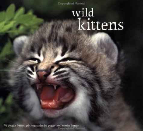 Wild Kittens (Paperback)