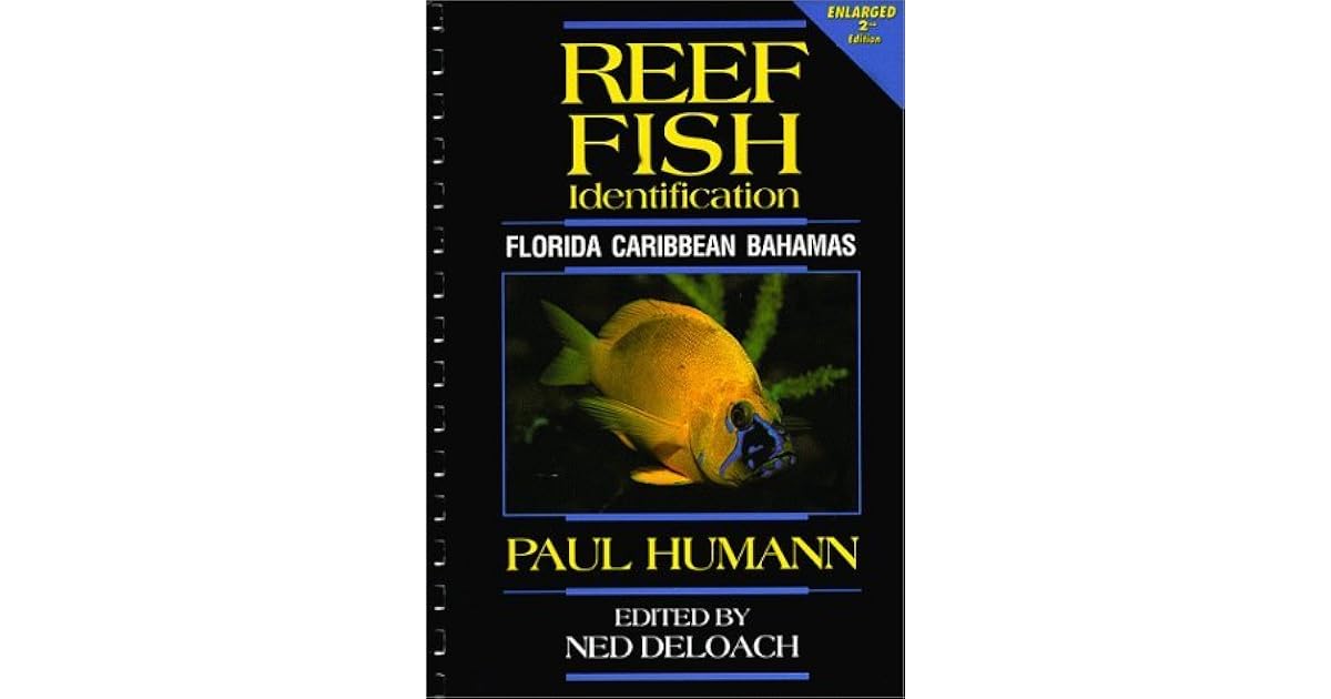 Reef Fish Identification Florida Caribbean Bahamas