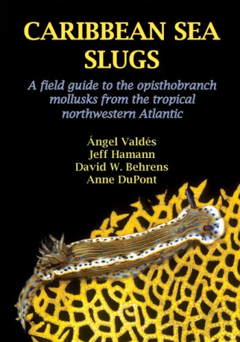 Caribbean Sea Slugs (Paperback)