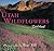 Utah Wildflowers (Utah Littlebooks)