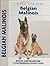 Belgian Malinois