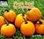 From Seed to Pumpkin by Jan Kottke
