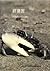 Fiddler Crabs