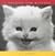 A Passion for Kittens